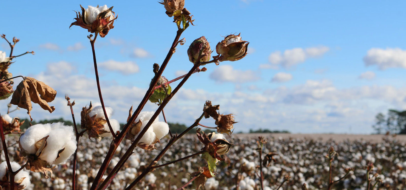 Organic cotton for Florence Marine X