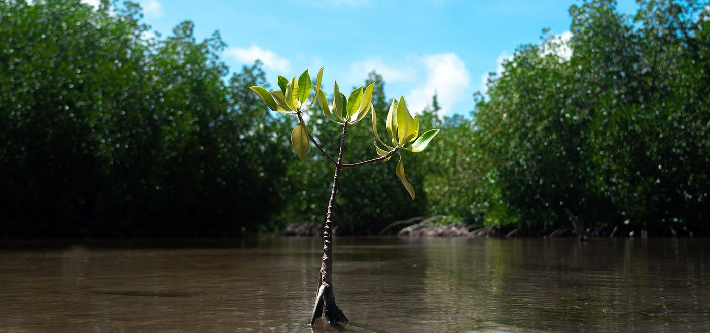 Mangrove tree being grown